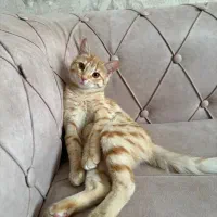 واگذاری گربه dsh
