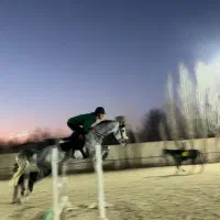 اسب مسابقات