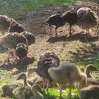 فروش تعدادی طیور|حیوانات مزرعه|زرگرشهر, |دیوار