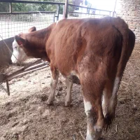 گوساله سیمینتال ماده اصیل رنگ قرمز  نژاد شیری|حیوانات مزرعه|بندر ترکمن, |دیوار