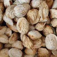 فندق و بادام|خوردنی و آشامیدنی|قائم‌شهر, |دیوار