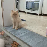 گربه پرشین سوپرفلت عروسکی