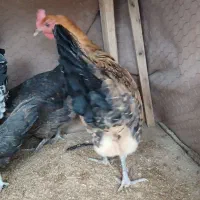 دو عدد مرغ|حیوانات مزرعه|فارسان, |دیوار