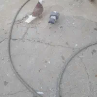 کبوتر شازده سبز|پرنده|شاهین دژ, |دیوار