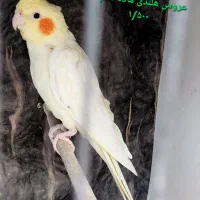 عروس هلندی. طوطی برزیلی سریلاکی بالغ تخم گذار|پرنده|کازرون, |دیوار