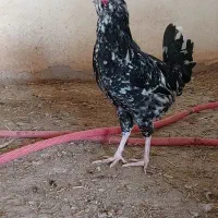 گلین نیمچه و بالغ|حیوانات مزرعه|شهرکرد, |دیوار