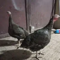 دو عدد بوقلمون ماده|حیوانات مزرعه|کرمانشاه, |دیوار