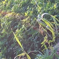 کاه یونجه تمیز بدون علف ۱تن کیلویی۲۲تومن