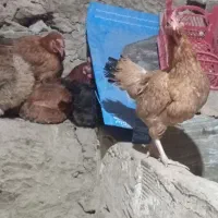 مرغ خروس محلی|حیوانات مزرعه|خاو و میرآباد, |دیوار