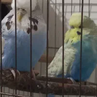 یک جفت مرغ عشق انگلیسی مولد