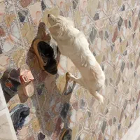 فروش پاپی پامر اشپیتز|سگ|اصفهان, خوراسگان|دیوار