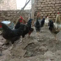 خروس سالم|حیوانات مزرعه|سبزوار, ابارش|دیوار