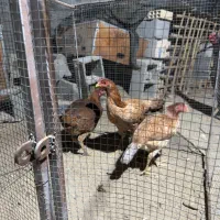 مرغ اصیل|حیوانات مزرعه|میناب, |دیوار