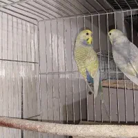 مرغ عشق رینبو با جوجه|پرنده|کرمان, |دیوار