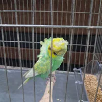 مرغ عشق پروانه ای