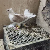 کبوتر|پرنده|بردسکن, |دیوار