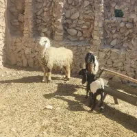 شیشک۲۵ و تیشتر۱۸