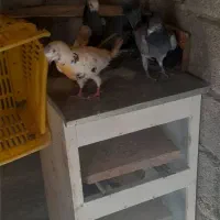 کبوتر|پرنده|ایوان, |دیوار