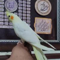 طوطی برزیلی قناری|پرنده|شیراز, شریف‌آباد|دیوار