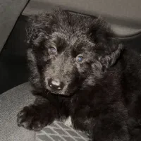 فروش توله ژرمن شپرد بلک شولاین ۶۵ روزه