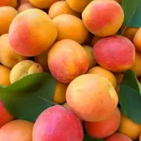 فروش نهال هر میوه و درختی خواستن موجوده