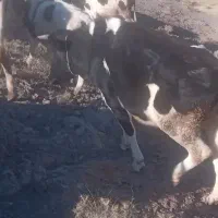 گوساله های ماده|حیوانات مزرعه|ارشق, |دیوار