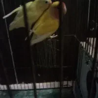 طوطی برزیلی جفت سرحال در حال تخم گذاری|پرنده|محمدیه-قزوین, |دیوار