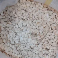 تخمه کدو درجه یک نو|عمده‌فروشی|سمیرم, |دیوار