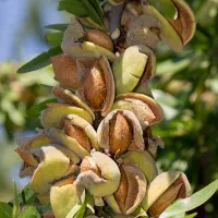 نهال های با کیفیت (یک ساله دو ساله و سه ساله)|خدمات باغبانی و درختکاری|کرمانشاه, |دیوار