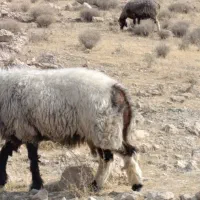 قوچ ترکی