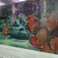 ماهی دیسکس بالغ|ماهی|مشهد, شایه|دیوار