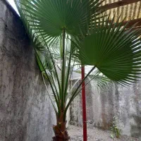 گل پالم حدود 3 متر داخل گلدان|گل و گیاه طبیعی|رشت, دیلمان|دیوار