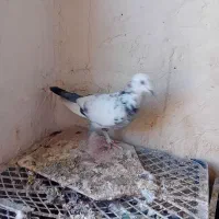 کبوتر|پرنده|کرمانشاه, |دیوار