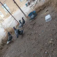 کبوتر|پرنده|ملکان, |دیوار