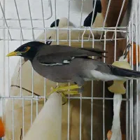 مرغ مینا سرحال