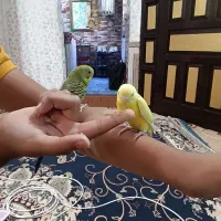 مرغ عشق|پرنده|خرمشهر, |دیوار