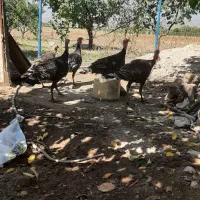 بوقلمون برنز ۶ ماهه.یک نر ۴ ماده یکجا  ۹تومن