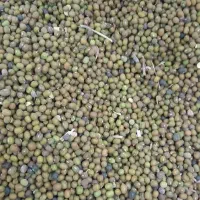 ماش تازه برا امسال