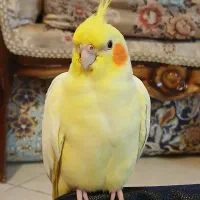 دوعدد عروس هلندی جفت|پرنده|ری, دولت‌آباد|دیوار