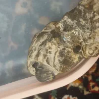 فسیل کم نظیر ونایاب به درد فسیل شناسان میخوره|کلکسیون اشیاء عتیقه|لواسان, |دیوار