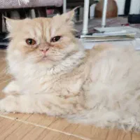 سه عدد گربه بالغ مولد فروشی|گربه|تبریز, |دیوار