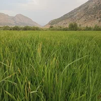 پیش فروش برنج طارم هاشمی محلی