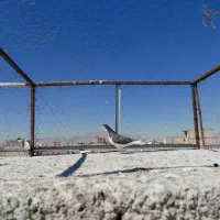 کفتر|پرنده|شیراز, کوشک میدان|دیوار