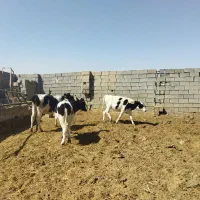 گوساله|حیوانات مزرعه|حبیب آباد, |دیوار