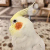 عروس هلندی به شرط جوجه|پرنده|کاشمر, |دیوار