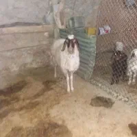 قیمت کیلو ۳۵۰/۰۰۰|حیوانات مزرعه|قلعه شاهین, |دیوار