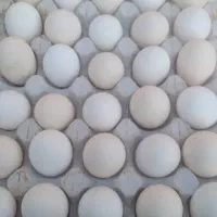 تخم مرغ محلی|خوردنی و آشامیدنی|کرمان, |دیوار