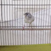 قناری نر نقره آبی|پرنده|اندیشه, شهرک المهدی|دیوار