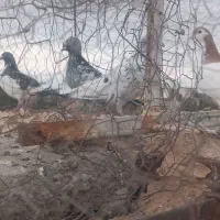 ۷۰کبوتر جفت گاه وهوایی|پرنده|تربت جام, یحیی آباد|دیوار