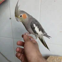 عروس هلندی کاملا اهلی|پرنده|آذرشهر, |دیوار